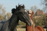 Deutsches Reitpony und Sachsen Anhaltiner Warmblut / pony and warmblood