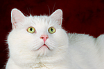 weißer BKH-Mix / white domestic cat