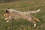 Miniature Australian Shepherd Welpe / miniature australian shepherd puppy