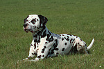 Dalmatiner / dalmatian