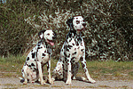 Dalmatiner / dalmatian