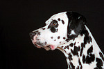 Dalmatiner / dalmatian