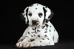 Dalmatiner Welpe / dalmatian puppy