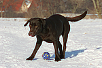 Labrador Retriever