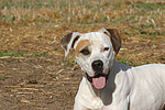 American Staffordshire Terrier Portrait