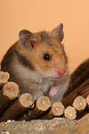 Goldhamster / golden hamster