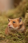 Goldhamster / golden hamster