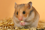 Goldhamster / golden hamster