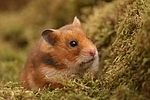 Goldhamster / golden hamster