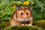 Goldhamster / golden hamster