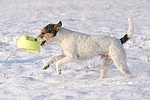 spielender Parson Russell Terrier im Schnee / playing prt in snow