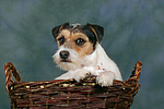 Parson Russell Terrier und Maus / dog and mouse