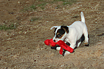 Parson Russell Terrier Welpe / parson russell terrier puppy