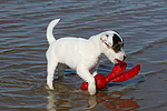 Parson Russell Terrier Welpe / parson russell terrier puppy