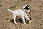 Parson Russell Terrier Welpe / parson russell terrier puppy