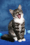 gähnendes Norwegisches Waldkätzchen / yawning Norwegian Forestcat kitten