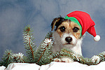 Parson Russell Terrier zu Weihnachten / PRT at christmas