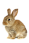 Zwergkaninchen / dwarf rabbit