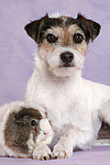 Parson Russell Terrier und Meerschwein / dog and guninea pig