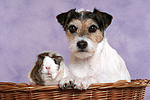 Parson Russell Terrier und Meerschwein / dog and guninea pig