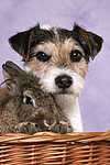 Parson Russell Terrier und Zwergkaninchen / dog and dwarf rabbit