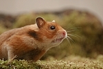 Goldhamster / golden hamster