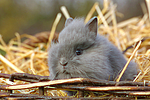 Löwenköpfchen / lion-headed bunny