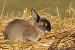 Zwergkaninchen / dwarf rabbit