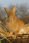 Zwergkaninchen / dwarf rabbit