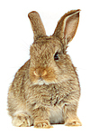 Zwergkaninchen / dwarf rabbit