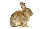 Zwergkaninchen / dwarf rabbit