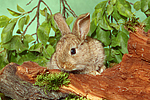 junges Zwergkaninchen / young dwarf rabbit