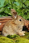 junges Zwergkaninchen / young dwarf rabbit