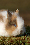 junges Zwergkaninchen / young dwarf rabbit