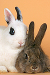 Zwergkaninchen / dwarf rabbits