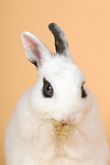 Zwergkaninchen / dwarf rabbit