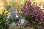 Meerschwein und Zwergkaninchen / guninea pig and dwarf rabbit