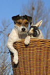 Parson Russell Terrier und Zwergkaninchen / prt and dwarf rabbit