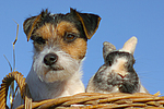 Parson Russell Terrier und Zwergkaninchen / prt and dwarf rabbit