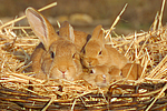 Kaninchen / bunnies
