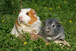 Glatthaarmeerschwein und Schopfmeerschwein / 2 guninea pigs