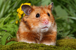 Goldhamster / golden hamster