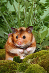 Goldhamster / golden hamster