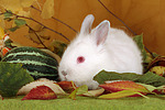 Zwergkaninchen / dwarf rabbit