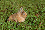 Löwenköpfchen / lion-headed bunny