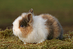 junges Zwergkaninchen / young dwarf rabbit