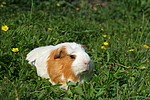 Crested Meerschwein / crested guninea pig