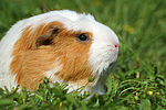 Crested Meerschwein / crested guninea pig