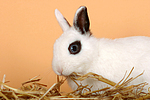 Zwergkaninchen / dwarf rabbit