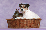 Parson Russell Terrier und Zwergkaninchen / dog and dwarf rabbit